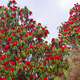Flowering Rhododendron, Himalaya - PhotoDune Item for Sale