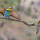Bee-eater - PhotoDune Item for Sale