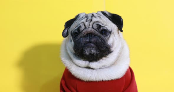 adorable dog pug breed making angry face and serious face on yellow background alt