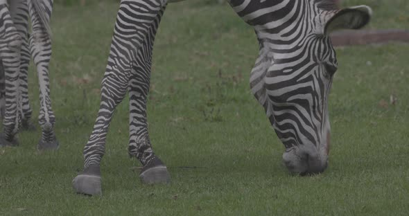 Zebra Grazes on the Green Grass alt