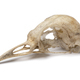 Clean skull of a common blackbird close up on white background - PhotoDune Item for Sale