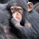 Baby chimpanzee (Pan troglodytes) and parent in natural habitat - PhotoDune Item for Sale