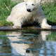 baby Polar Bear (Ursus maritimus) near lake - PhotoDune Item for Sale