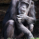 chimpanzee (Pan troglodytes) in natural habitat - PhotoDune Item for Sale