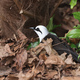 Garrulax bicolor bird in dry leaves in forest - PhotoDune Item for Sale