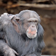 chimpanzee (Pan troglodytes) in natural habitat - PhotoDune Item for Sale