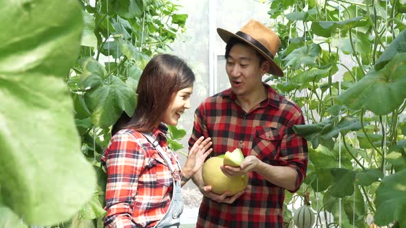 Young Asian Couple of Farmers Taking Out Cantaloupe Melon Slice From Their Melon Farm alt
