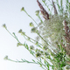 Bouquet of white flowers on a white background. Wild carrot and yarrow. Simple summer flower. Nature - PhotoDune Item for Sale