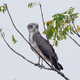 Beaudouins snake eagle (Circaetus beaudouini) - PhotoDune Item for Sale