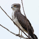 Beaudouins snake eagle (Circaetus beaudouini) - PhotoDune Item for Sale