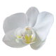 White Phalaenopsis Orchid Flower isolated on white with clipping path. - PhotoDune Item for Sale