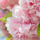 Velvet Sakura flowers on a branch against blurred background of flowers. - PhotoDune Item for Sale