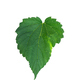 Hops leaf isolated on a white background with clipping path.  - PhotoDune Item for Sale