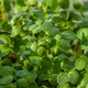Fresh Microgreens closeup. Microgreen Mustard sprouts. - PhotoDune Item for Sale