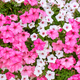 Pink And White Mix Petunia Flower Background, Purple Petunias In The Pot, Landscape Design, Decor. - PhotoDune Item for Sale