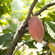 Cacao Tree (Theobroma cacao). Organic cocoa fruit pods in nature. - PhotoDune Item for Sale