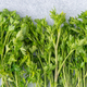 Parsley green leaves - PhotoDune Item for Sale