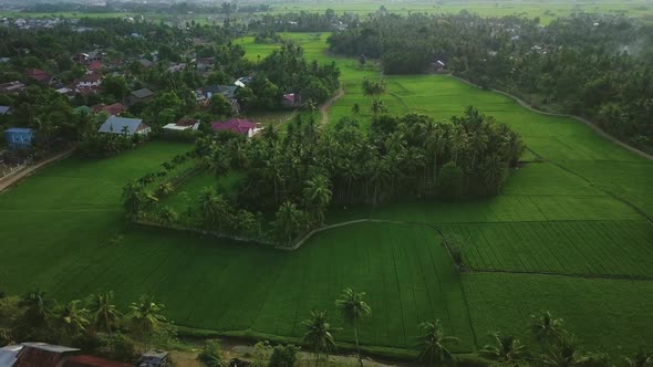 4K Aerial footage of rice field with palm trees and rural at sunrise. 