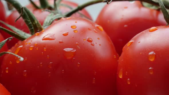 Fresh organic tomato cluster and droplets of water 4K 2160p 30fps UltraHD footage - Slow tilt on red alt
