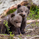 Brown bears standing in forest - PhotoDune Item for Sale