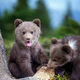 Brown bear cub walking across rocky hillside - PhotoDune Item for Sale