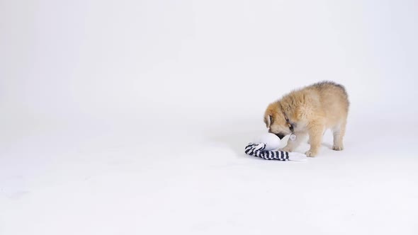 Puppy Dog Playing With Toy On White Background