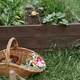 Homestead lifestyle. Vegetables, chard leaves, beans and flowers - PhotoDune Item for Sale