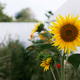 Beautiful sunflowers on background of raised garden beds with vegetables in urban organic garden - PhotoDune Item for Sale