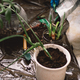 A person is carefully transplanting a houseplant into a new pot. - PhotoDune Item for Sale