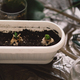 Indoor Gardening Project Showing Sprouting Bulbs in a White Planter Box - PhotoDune Item for Sale