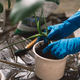 A person is carefully transplanting a houseplant into a new pot. - PhotoDune Item for Sale