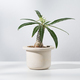 Dorstenia Plant - PhotoDune Item for Sale