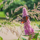 Butterfly Peacock Eye on a Pink flower. A butterfly collects nectar from flowers on a summer day. - PhotoDune Item for Sale