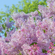 Beautiful Soft Spring background with Lilac flowers over blue sky.  - PhotoDune Item for Sale