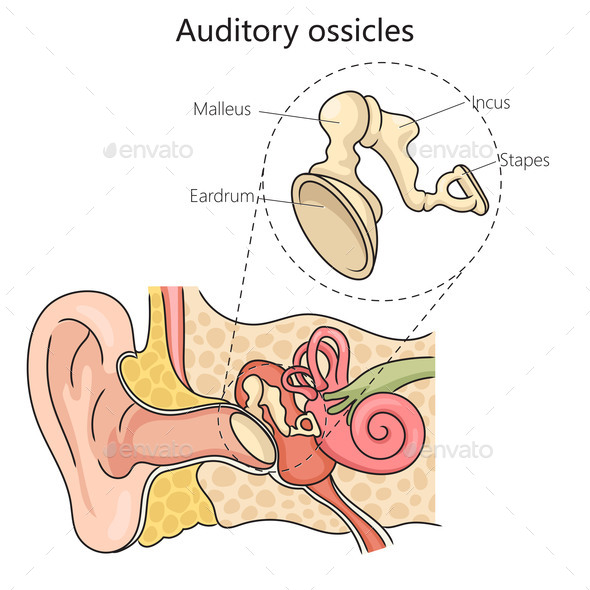 Auditory Ossicles Structure Diagram Medical Scienc