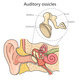 Auditory Ossicles Structure Diagram Medical Scienc