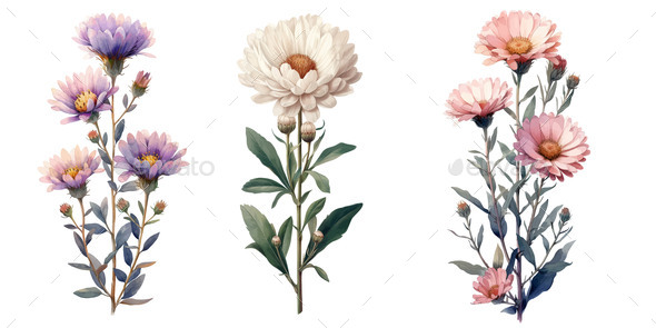Set of Three Aster Flowers Vintage Botanical
