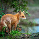 Red fox standing in a forest by water - PhotoDune Item for Sale