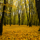 Trees with yellow leaves in the forest in autumn. Natural landscape. Nature - PhotoDune Item for Sale