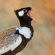 White-Quilled Bustard Calling