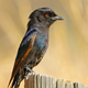 Fork-Tailed Drongo Calling