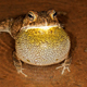 Raucous Calling Of Male Toads