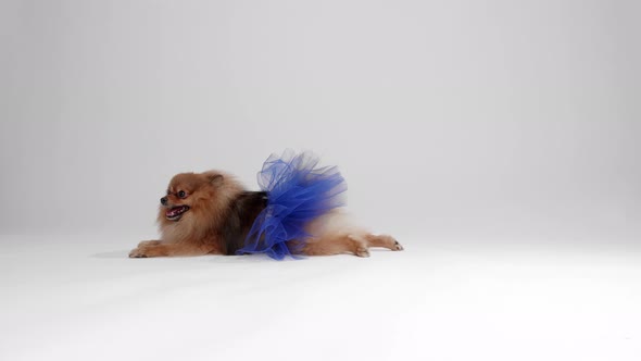 Dressed Trained Pomeranian Spitz