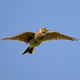 Eurasian skylark (Alauda arvensis) - PhotoDune Item for Sale