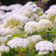 Bushes Of Hydrangea Arborescens Flower In The Garden, White Hortensia In Park Close Up - PhotoDune Item for Sale