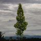 Pine tree standing tall on the hill near the mountains. - PhotoDune Item for Sale