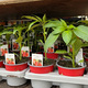 Chili pepper seedlings in pots at the garden center. Growing seedlings of different vegetables - PhotoDune Item for Sale