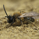 Closeup on a brown hairy male European Chocolate mining bee, Andrena scotica sitting in the sand - PhotoDune Item for Sale
