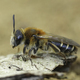 Closeup on a female Short-fringed mining bee, Andrena dorsata sitting on a piece of wood - PhotoDune Item for Sale