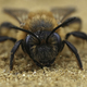 Facial closeup on a female Chocolate mining bee, Andrena scotica sitting on sandy soil - PhotoDune Item for Sale